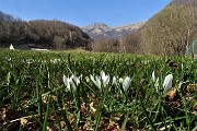 48 Ai pascoli della Vaccareggia con vista in Sodadura dai crocus